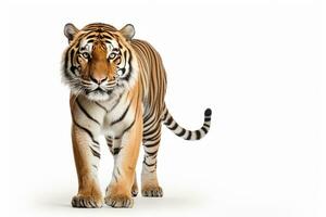 tigre permanent isolé sur blanc Contexte avec coupure chemin, de face vue ai généré photo