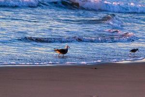 coucher de soleil à playa del rosarito - plage de rosarito, mexique 2019 photo