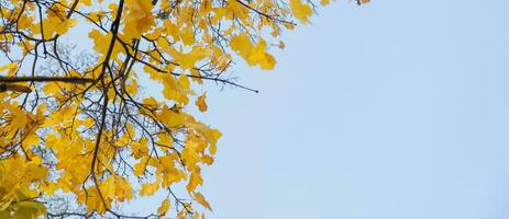 Orange Jaune l'automne feuilles sur ciel Contexte. tomber saison, octobre, novembre temps photo