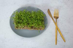 germé microgreen luzerne dans le plaque. en bonne santé superaliment Accueil croissance photo