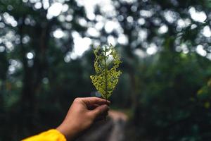 feuilles de fougère sombre pendant la saison des pluies tropicales photo