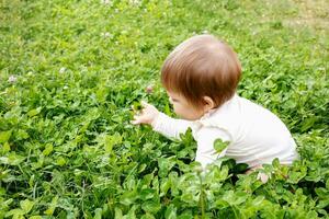 le bébé rampe sur une épanouissement trèfle soigneusement à la recherche à il photo