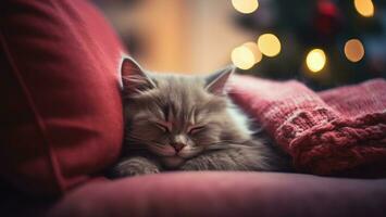 ai généré mignonne tigré chat en train de dormir sur une rouge plaid dans le vivant chambre. photo