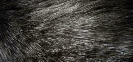 fourrure texture. Siamois chat cheveux fermer. photo