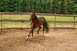 magnifique de race étalon trot dans une clôturé paddock photo