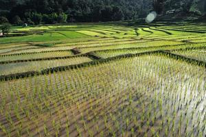 rizières en début de culture