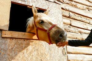 une fille alimente une cheval permanent avec une stalle avec pommes , l'amour pour animaux. photo