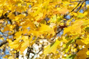 Orange Jaune l'automne feuilles sur ciel Contexte. tomber saison, octobre, novembre temps photo