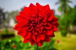 image de fleur de dahlia photo
