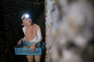 portrait de une Jeune asiatique musulman femme travail à une champignon usine, cueillette mature de champignons dans champignon maison. photo