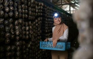 portrait de une Jeune asiatique musulman femme travail à une champignon usine, cueillette mature de champignons dans champignon maison. photo