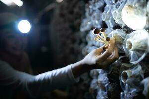 portrait de une Jeune asiatique musulman femme travail à une champignon usine, cueillette mature de champignons dans champignon maison. photo