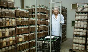 Jeune asiatique musulman femelle scientifique Faire recherche à une champignon usine, examiner champignon levain agent dans une stérile et à température contrôlée chambre. photo