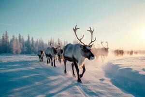une troupeau de renne contre le toile de fond de une hiver paysage photo