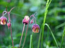 fleur sur une longue incurvé rouge tige avec Cheveux, geum rivaliser, flou vert Contexte photo