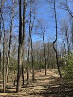 arbre les troncs sans pour autant feuilles, de bonne heure printemps, ensoleillé jour, bleu ciel, forêt paysage photo