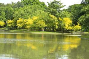 magnifique Lac et des arbres dans une parc, Bangkok, Thaïlande photo