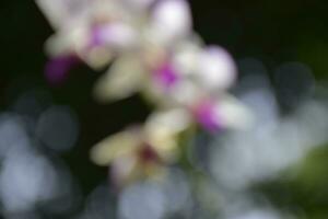 blanc orchidée violettes épanouissement dans une jardin dans Bangkok, Thaïlande photo