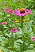 zinnia fleurs épanouissement dans le parc, Bangkok, Thaïlande photo