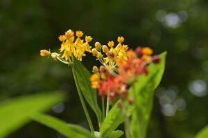 rouge aiguille fleur, petit pétales dans le jardin, Bangkok, Thaïlande photo