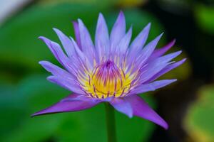 gros plan de fleur de lotus photo