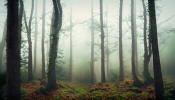 brouillard dans la forêt photo