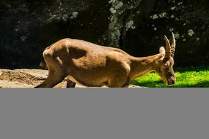 une chèvre permanent sur une rocheux flanc de coteau photo