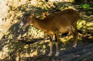 une chèvre permanent sur une rocheux flanc de coteau photo