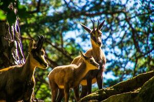 une chèvre permanent sur une rocheux flanc de coteau photo