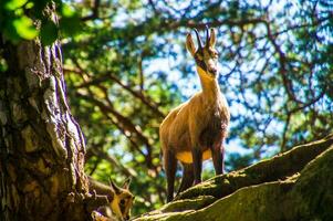 une chèvre permanent sur une rocheux flanc de coteau photo