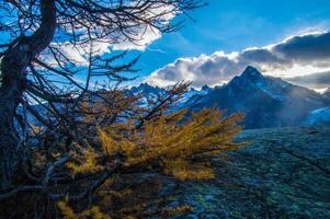 une arbre des stands dans de face de une Montagne intervalle photo