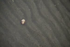 une coquille sur le plage photo