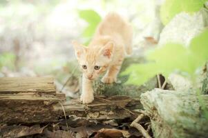 une petit Orange chaton en marchant sur une Journal dans le les bois photo