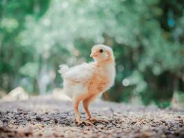 un petit poulet dans le jardin photo