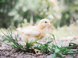 un petit poulet dans le jardin photo