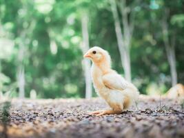 un petit poulet dans le jardin photo