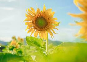 proche en haut de tournesol avec bleu ciel Contexte photo