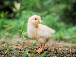 une poulet bébé dans le jardin photo