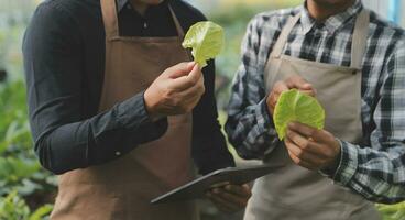 dans le industriel serre deux agricole ingénieurs tester les plantes santé et analyser Les données avec tablette ordinateur. photo