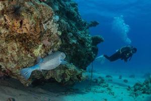 les poissons nagent dans la mer rouge, poissons colorés, eilat israël photo