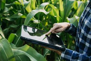 agriculteur utiliser le coeur Les données réseau dans le l'Internet de le mobile à valider, test, et sélectionner le Nouveau surgir méthode. Jeune Les agriculteurs et le tabac agriculture photo