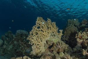 récif de corail et plantes aquatiques dans la mer rouge, eilat israël photo