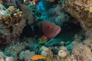 les poissons nagent dans la mer rouge, poissons colorés, eilat israël photo