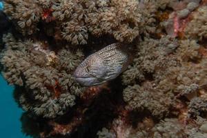 murène mooray lycodontis undulatus dans la mer rouge, eilat israël photo