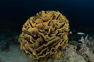 récif de corail et plantes aquatiques dans la mer rouge, eilat israël photo