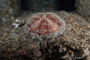 récif de corail et plantes aquatiques dans la mer rouge, eilat israël photo