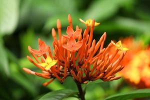 Fleur d'ixora rouge et jaune dans le jardin photo