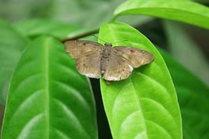 papillon sur fleur photo