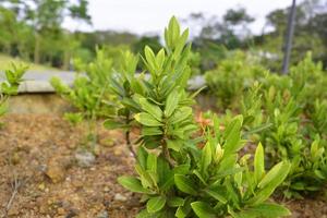 petite plante dans un jardin photo