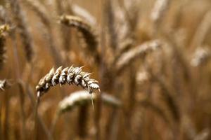 champ de pointe de plante agricole dans la nature photo